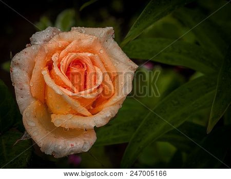 Freshness Of Rose Garden After Rain, Colourful Orange Rose.