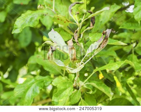 Rosy Apple Aphid, Dysaphis Plantaginea, Plant Disease, Detail Of Affected Leaf. France