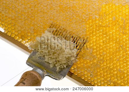 Honeycomb With Uncapping Fork - Honey Harvest