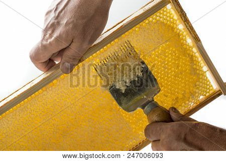Beekeeper Is Uncapping Honeycomb With Uncapping Fork