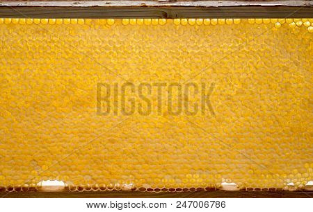 Beecomb Texture Close Up - The Detail