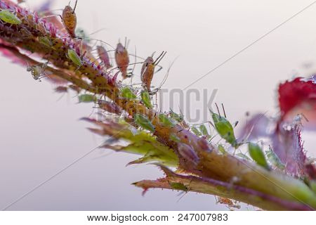 Small Aphid On A Green Leaf In The Open Air