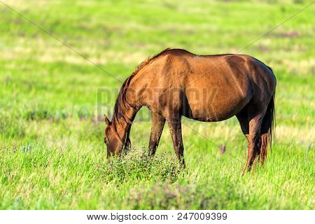 Mustang Or Wild Horse Grazes On Meadow In Russia