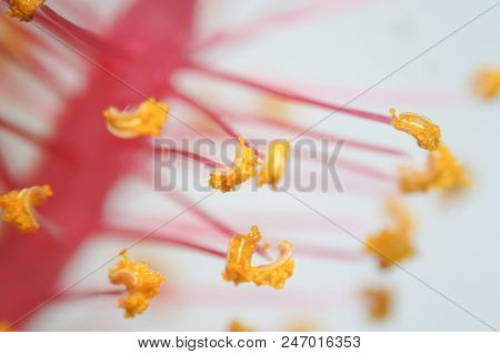 Pollen Grain Is A Microscopic Body That Contains The Male Reproductive Cell Of Plant.