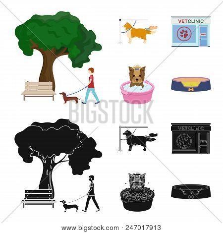 Walking With A Dog In The Park, Combing A Dog, A Veterinarian Office, Bathing A Pet. Vet Clinic And 