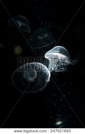 Jellyfish Or Rhizostoma Pulmo Floating In Deep Blue Water