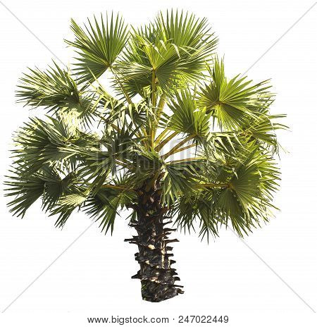 Sugar palm tree isolated on white background