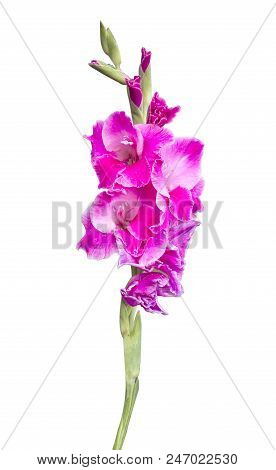 Beautiful Bouquet Of Pink Gladioluses, Isolated On White Background With Clipping Paths