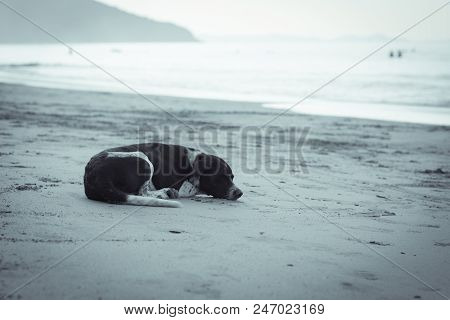 A Black And White Homeless Dog Lying On A Sandy Beach With Blurred Sea  Background