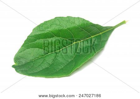 Green Leaf Nan Fui Chao Is Medicinal Herbs Isolate On White
