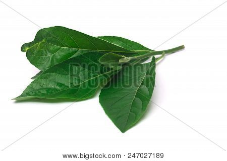 Green Leaf Nan Fui Chao Is Medicinal Herbs Isolate On White