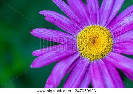 Tanacetum Coccineum (painted Daisy), Reader Rock Garden, Calgary, Alberta.