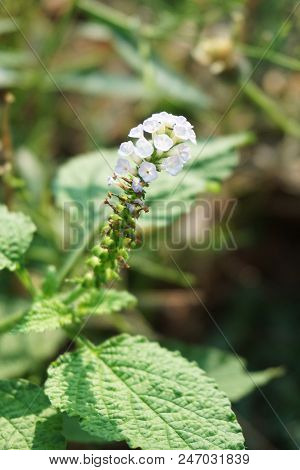 White Heliotropium Indicum Flower In Nature Garden