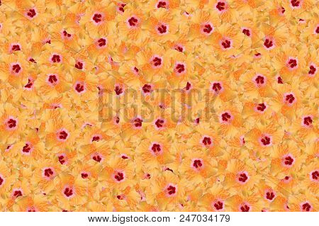 Beautiful Orange Hibiscus Syriacus Flower Pattern Background