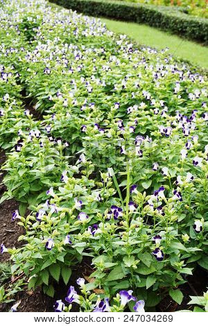 Close Up Torenia Fournieri Flower In Nature Garden