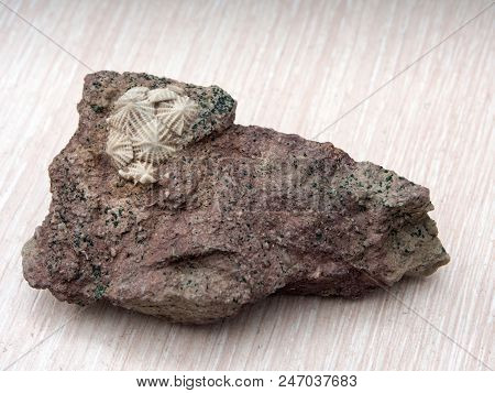 Ancient Fossilized Echinoderms In Stone Close Up
