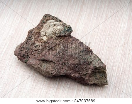 Ancient Fossilized Echinoderms In Stone Close Up