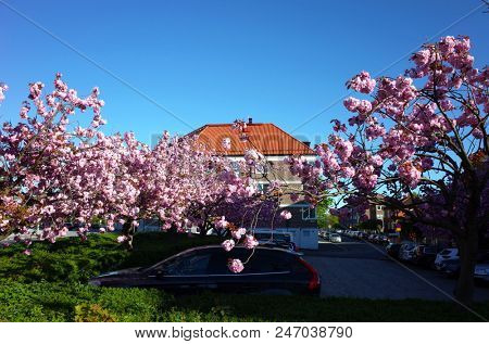 Helsingborg, Sweden - 07 may, 2018: Amaizing cherry blossom sakura flowers on tree in spring season over parking area in town