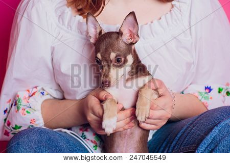 Cute Light Brown Chihuahua Dog Sitting In A Pink Living Room Setting