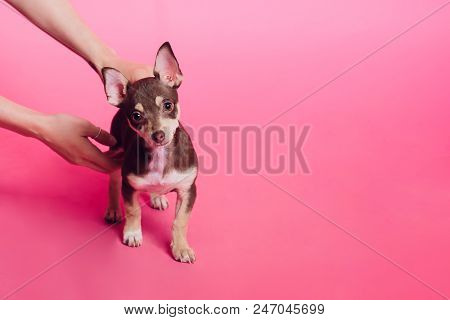 Cute Light Brown Chihuahua Dog Sitting In A Pink Living Room Setting