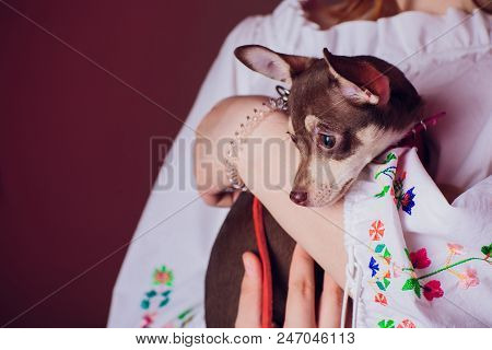 Cute Light Brown Chihuahua Dog Sitting In A Pink Living Room Setting