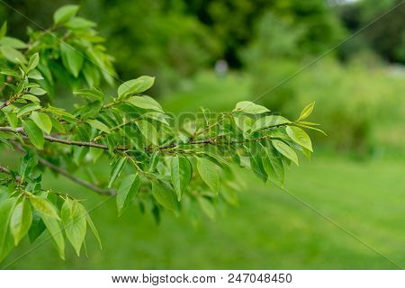 Date Plum Tree From China In Park With Fresh Green Leaves