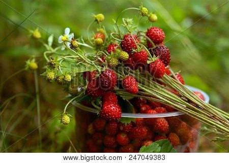 Bouquet Of Wild Forest Strawberries Lying On A Cup Full Of Picked Berries