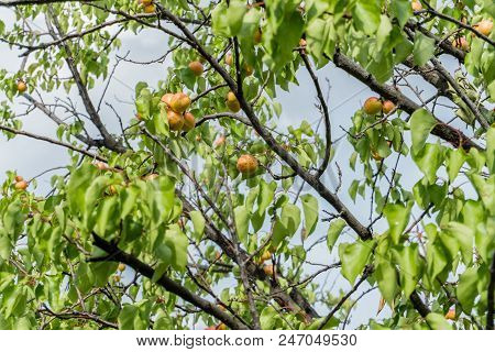 Branch Of An Apricot Tree With Ripe Fruits Against Solid Blue Sky In Summer. Green Leaves On Tree.