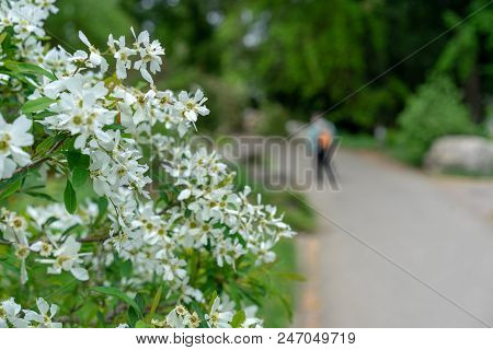 Exochorda Korolkowi Plant In Park With Person Walking In Background