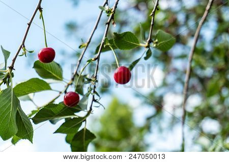 Red Ripe Sweet Cherry On Tree With Leaves. Close Up Shot.