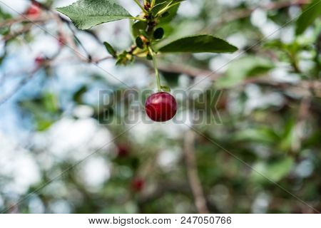 Single Red Sweet Cherry On Tree With Leaves. Close Up Shot.