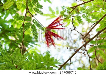 Caliandra Plant With Flower As Nice Natural Background