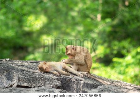 Long-tailed Macaque, In Thailand, Saraburi A Wildlife Sanctuary