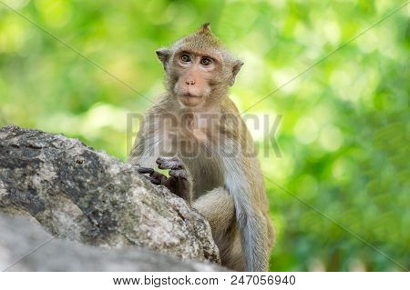 Long-tailed Macaque, In Thailand, Saraburi A Wildlife Sanctuary