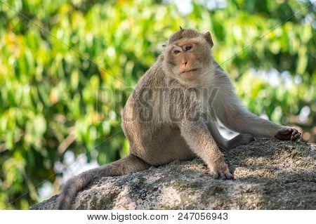 Long-tailed Macaque, In Thailand, Saraburi A Wildlife Sanctuary