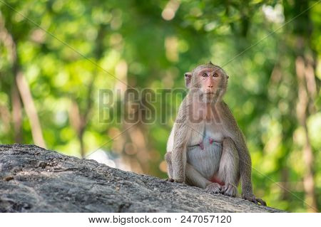 Long-tailed Macaque, In Thailand, Saraburi A Wildlife Sanctuary, Living With Family With Expression