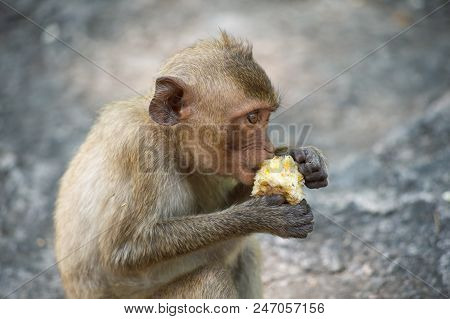 Long-tailed Macaque, In Thailand, Saraburi A Wildlife Sanctuary, Living With Family With Expression