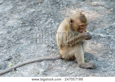 Long-tailed Macaque, In Thailand, Saraburi A Wildlife Sanctuary, Living With Family With Expression