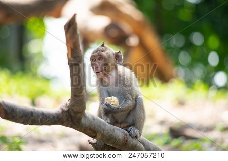 Long-tailed Macaque, In Thailand, Saraburi A Wildlife Sanctuary, Living With Family With Expression