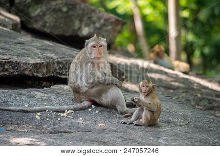 Long-tailed Macaque, In Thailand, Saraburi A Wildlife Sanctuary, Living With Family With Expression