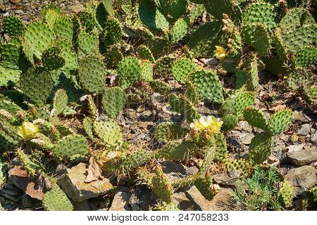 Opuntia Cactuses In The Dessert As Nice Background