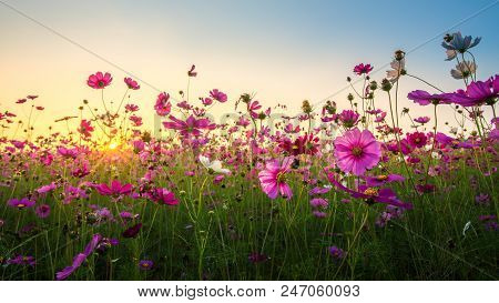Amzing View Of Beautiful Cosmos Flower Field In Sunset Time.
