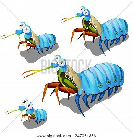 The Growth Stage Of Mantis Lobster Or Oratosquilla Oratoria Isolated On White Background. Marine Ani