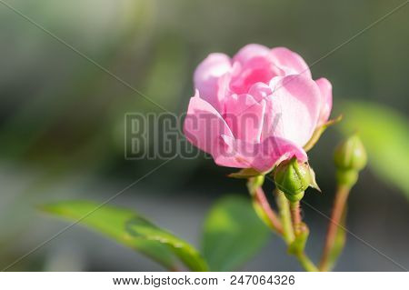 Polyantha Rose 'the Fairy' Single Pink Flower. Copy Space.