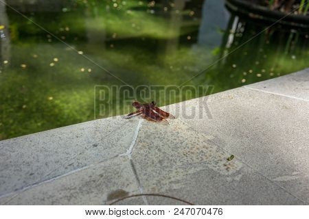Rare Insect Seen Close Up Outdoor In Park
