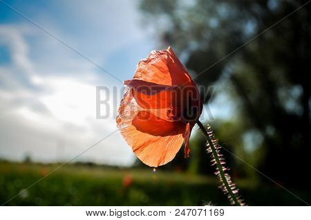 Deep Red Poppy Flower Blossom On The Meadow