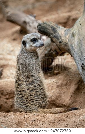 Suricata Standing On A Guard. Curious Meerkat (suricata Suricatta).