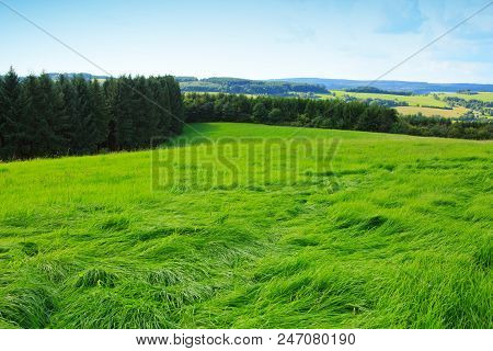 Green Summer Field Und Blue Sky. Nature Background.