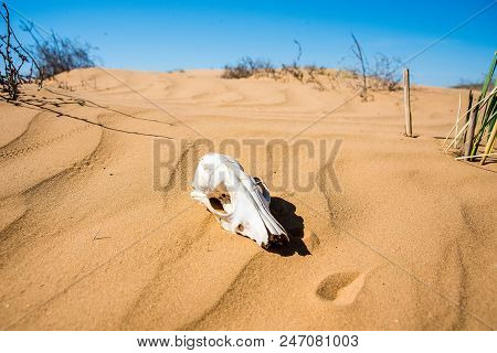 Close Up Skull Of Sheep Lying In Sand In Desert. Murraine Or Famine Concept