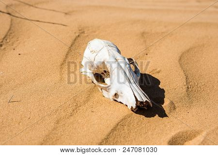 Close Up Skull Of Sheep Lying In Sand In Desert. Murraine Or Famine Concept
